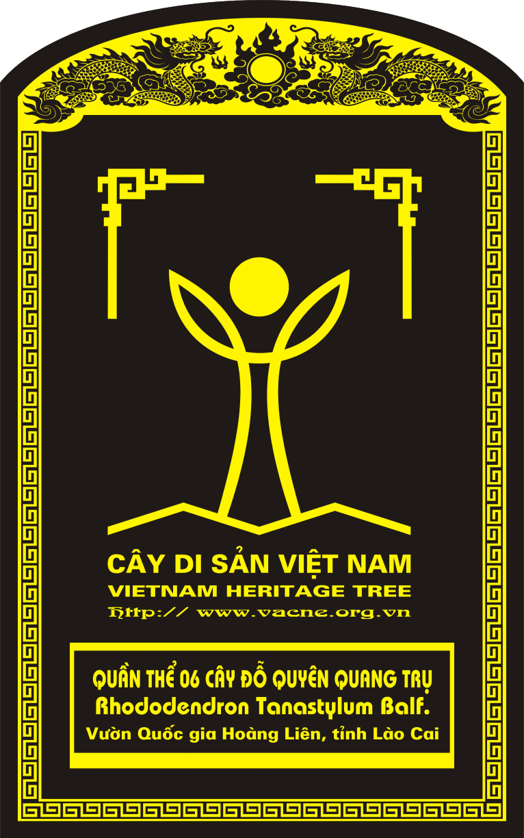 Trầm ổi 2